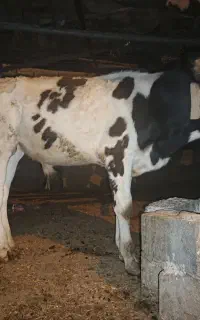 گوساله نر