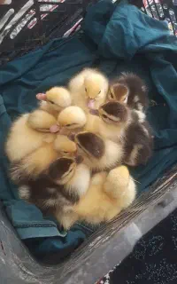 ۱۰عدد بچه اردک اسرائئلی