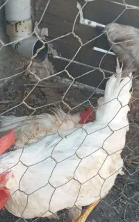 مرغ و خروس