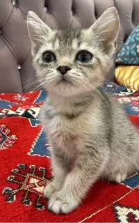 گربه بریتیش نر ۵ ماهه