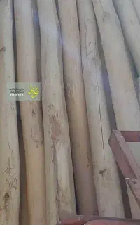 چنار سقفی .دار سرمال .چوب خشک