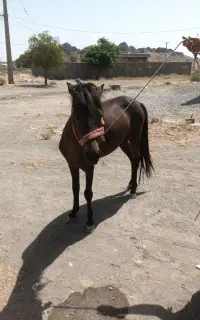 اسب نریون