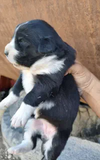 طوله سگ بدرد بخور درجه یک