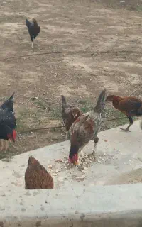 جوجه مرغ محلی