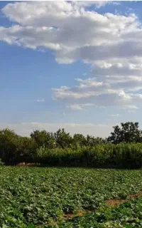 نیازمند کارگر مزرعه