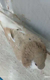 کبوتر
