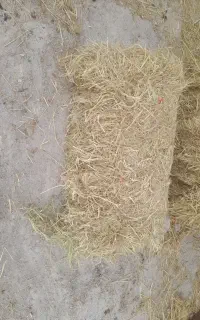 سراچین یا گلوش