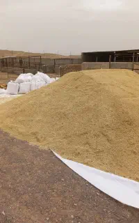 جو دیمه کیسه ای