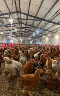 جوجه مرغ گلپایگانی ۵۳روزه و واکسیناسیون شده