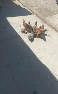 جوجه لکی