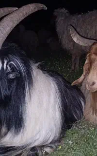 چوپان