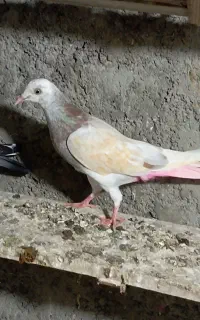 کبوتر پتی والا معاوضه با تیدی