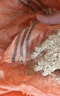 کاه گندم