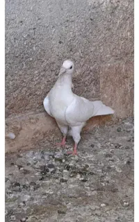 کبوتر