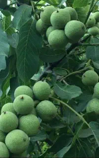 توزیع نهال گردو مناسب تجارت