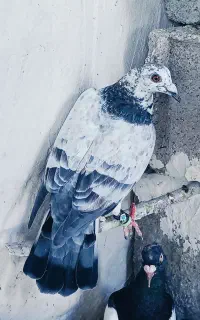 کفتر پلاکی هوایی