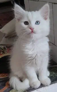 گربه کت وان چشم تابه تا خوشگل کم یاب