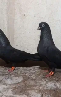 زاغ آبادانی چش نوک بندرلنگه