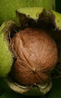 اکیپ چیدن گردو