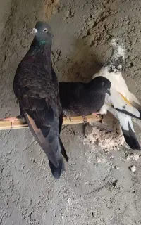 کبوتر پرشی