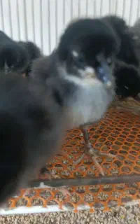 فروش جوجه سه روزه و تخم نطفه دار