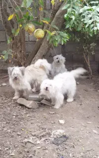 سگ واگذاری