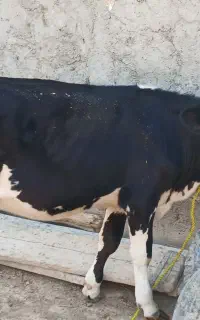 گاو ۲۰روز مانده زایش بدون گوساله۴۸۰میلیون  آذرسا