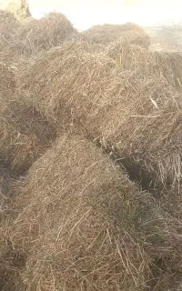 فروش یونجه