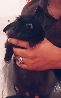 بچه خرگوش