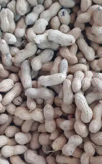 3.5 هکتار زمین جای سیر به بادام زمینی و ذرت علوفه