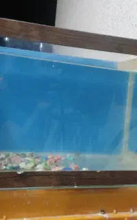 اکواریوم شرکتی شیشه خم