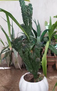 گل پاندانوس بزرگ وکاکتوس صخره ای بزرگ