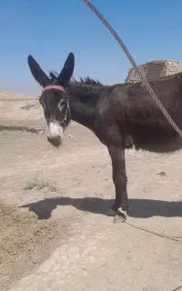 خر نر جوان و پر زور قچاق گلگی