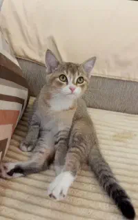 بچه گربه