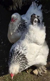 خروس و مرغ