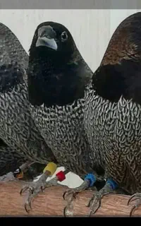 فنچ سینه زنبوری