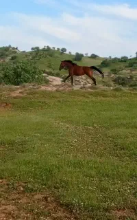 مادیان 3 سال سواری