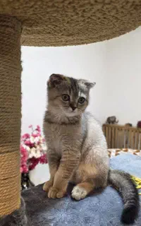 گربه