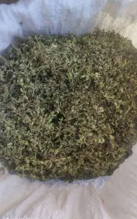 مرزنگوشت پونه گل محمدی