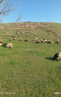 یه عدد گوسفند گم‌شده