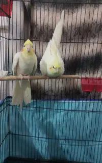 عروس هلندی