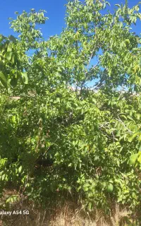 باغ ۲۰۰۰متری شهر سپیدار فروش اقساطی