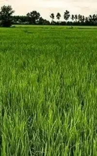 تخم چلتوک شمیم