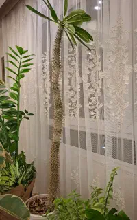 نخل ماداگاسکار
