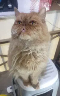پرشین