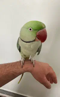 شاه طوطی