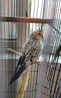 گمشده