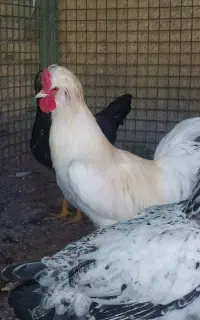 خروس لهستانی