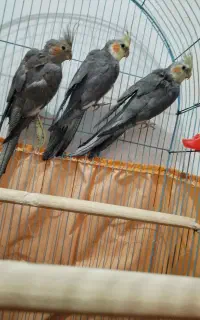 عروس هلندی