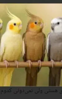 عروس هلندی پیدا شده